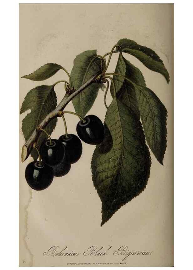 Reproducción/Reproduction 49060953442: The florist and pomologist.. London :""Journal of Horticulture"" Office,1863-1879.. 