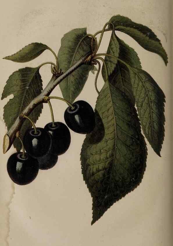 Reproducción/Reproduction 49060953442: The florist and pomologist.. London :""Journal of Horticulture"" Office,1863-1879.. 
