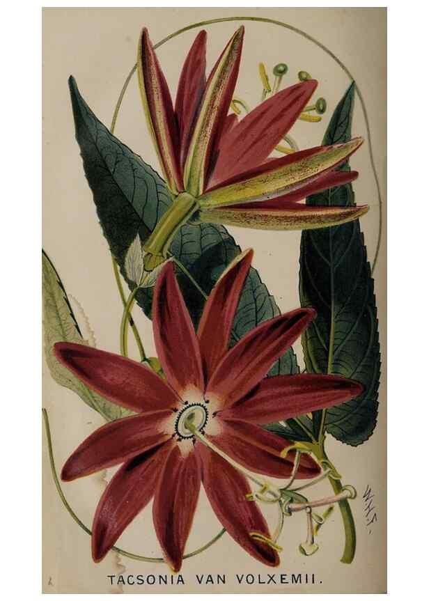 Reproducción/Reproduction 49060953757: The florist and pomologist.. London :""Journal of Horticulture"" Office,1863-1879.. 