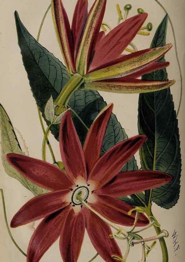Reproducción/Reproduction 49060953757: The florist and pomologist.. London :""Journal of Horticulture"" Office,1863-1879.. 