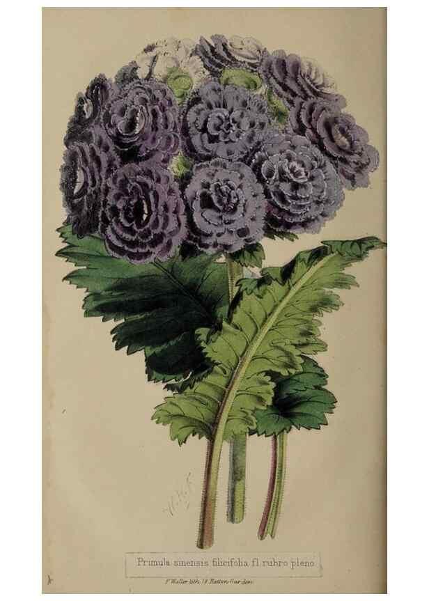 Reproducción/Reproduction 49060219103: The florist and pomologist.. London :""Journal of Horticulture"" Office,1863-1879.. 