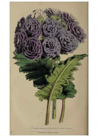 Reproducción/Reproduction 49060219103: The florist and pomologist.. London :""Journal of Horticulture"" Office,1863-1879.. 