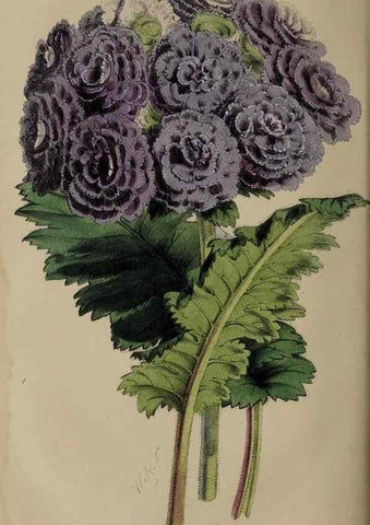 Reproducción/Reproduction 49060219103: The florist and pomologist.. London :""Journal of Horticulture"" Office,1863-1879.. 