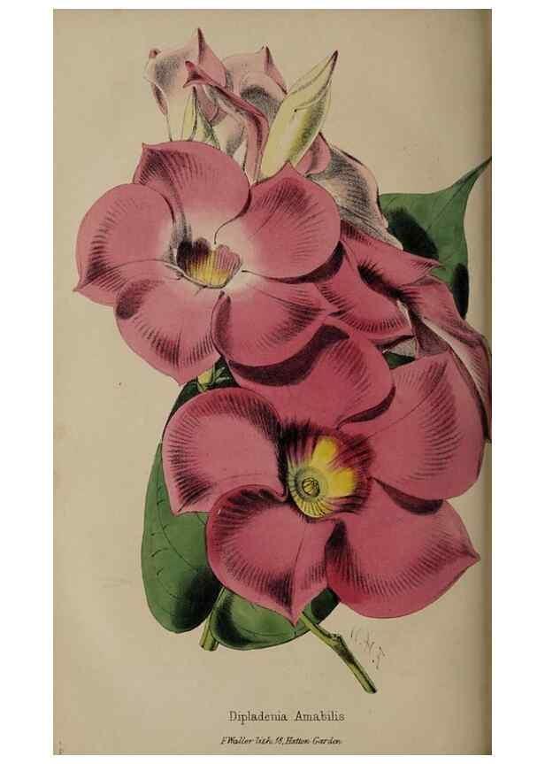 Reproducción/Reproduction 49060954327: The florist and pomologist.. London :""Journal of Horticulture"" Office,1863-1879.. 
