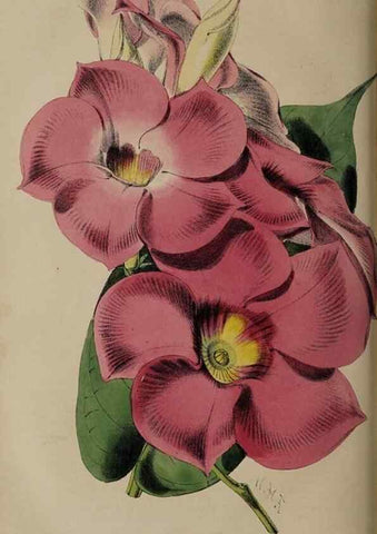 Reproducción/Reproduction 49060954327: The florist and pomologist.. London :""Journal of Horticulture"" Office,1863-1879.. 