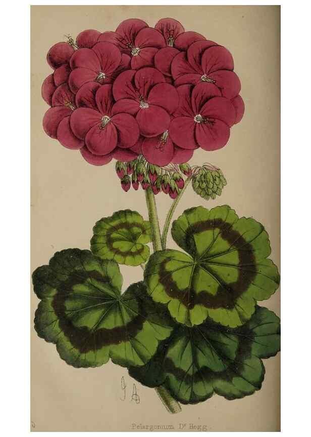 Reproducción/Reproduction 49060219803: The florist and pomologist.. London :""Journal of Horticulture"" Office,1863-1879.. 