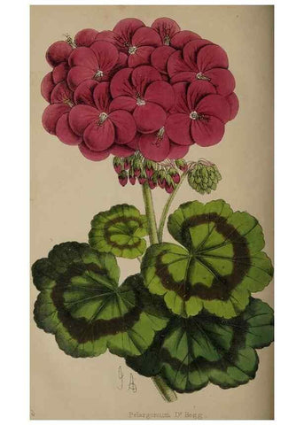 Reproducción/Reproduction 49060219803: The florist and pomologist.. London :""Journal of Horticulture"" Office,1863-1879.. 