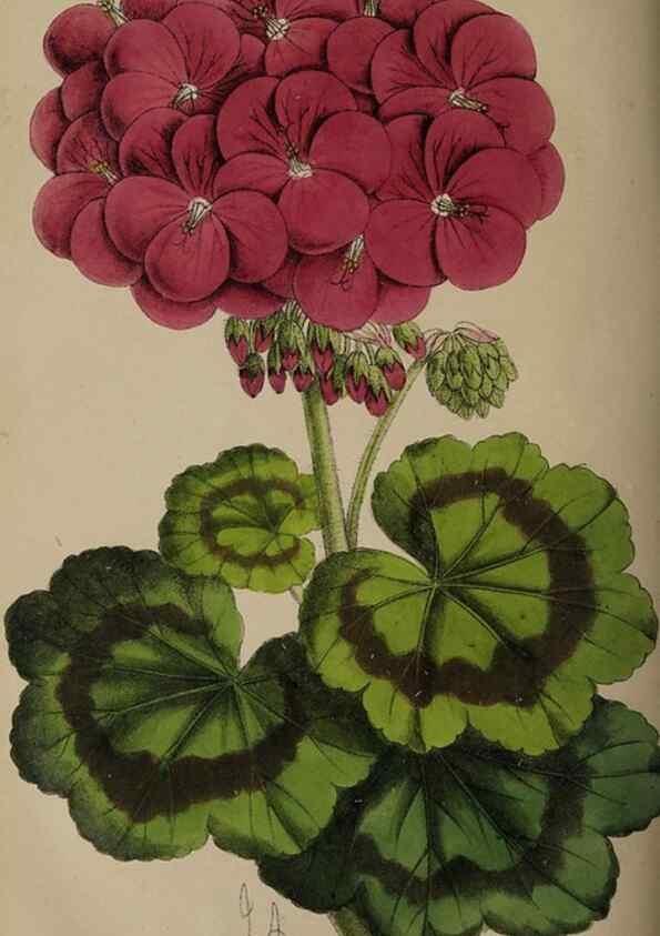 Reproducción/Reproduction 49060219803: The florist and pomologist.. London :""Journal of Horticulture"" Office,1863-1879.. 
