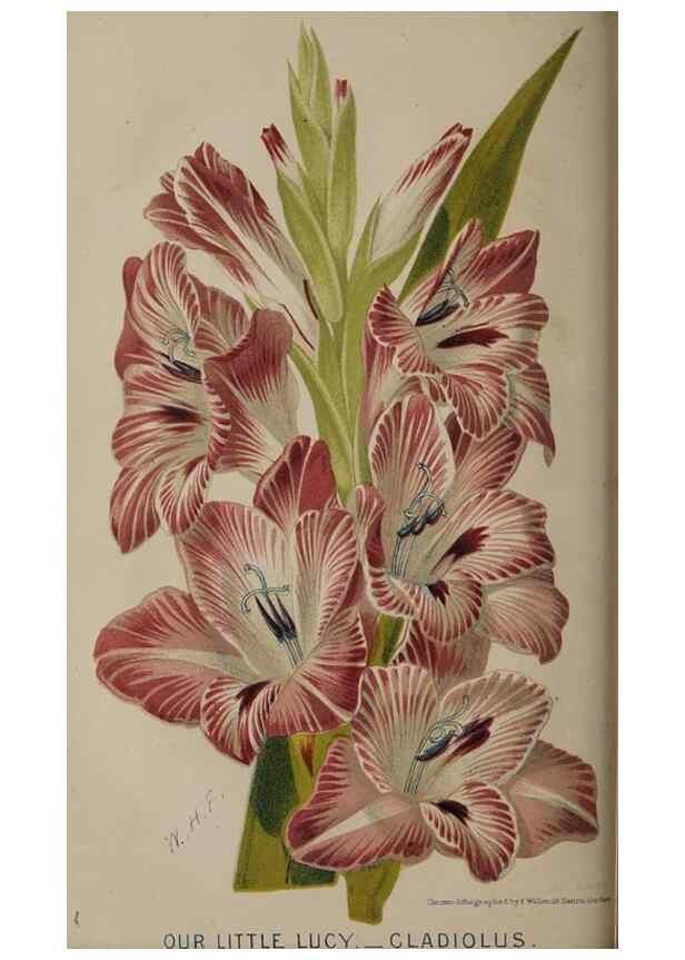 Reproducción/Reproduction 49060217598: The florist and pomologist.. London :""Journal of Horticulture"" Office,1863-1879.. 