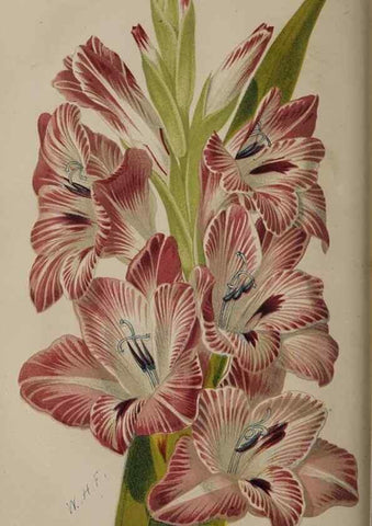 Reproducción/Reproduction 49060217598: The florist and pomologist.. London :""Journal of Horticulture"" Office,1863-1879.. 