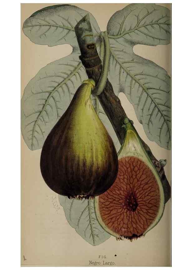 Reproducción/Reproduction 49060724822: The florist and pomologist.. London :""Journal of Horticulture"" Office,1863-1879.. 