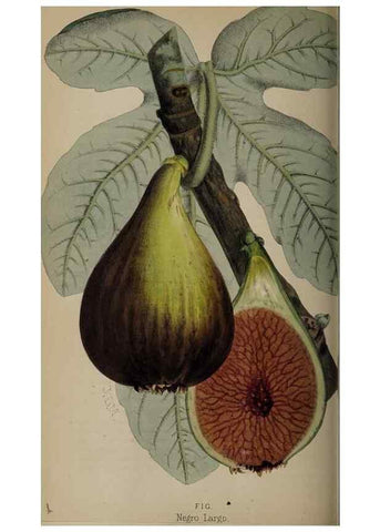 Reproducción/Reproduction 49060724822: The florist and pomologist.. London :""Journal of Horticulture"" Office,1863-1879.. 