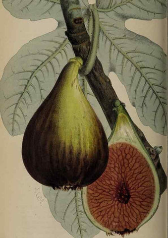 Reproducción/Reproduction 49060724822: The florist and pomologist.. London :""Journal of Horticulture"" Office,1863-1879.. 