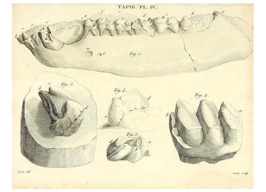 Reproducción/Reproduction 49064599028: Recherches sur les ossemens fossiles de quadrupèdes. Paris :Deterville,1812.. 