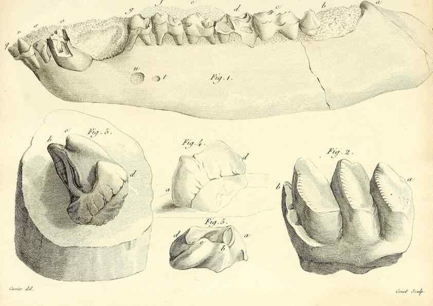 Reproducción/Reproduction 49064599028: Recherches sur les ossemens fossiles de quadrupèdes. Paris :Deterville,1812.. 