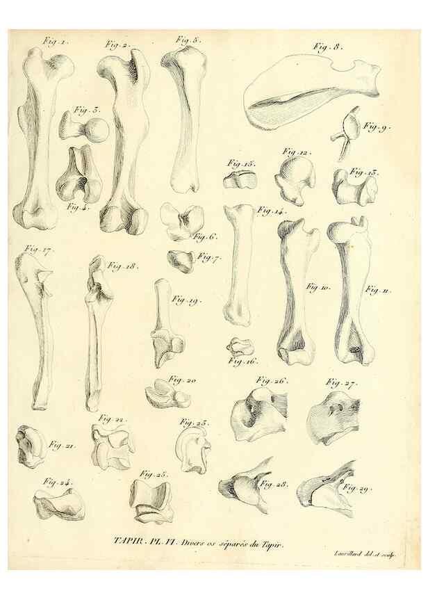 Reproducción/Reproduction 49065114201: Recherches sur les ossemens fossiles de quadrupèdes. Paris :Deterville,1812.. 