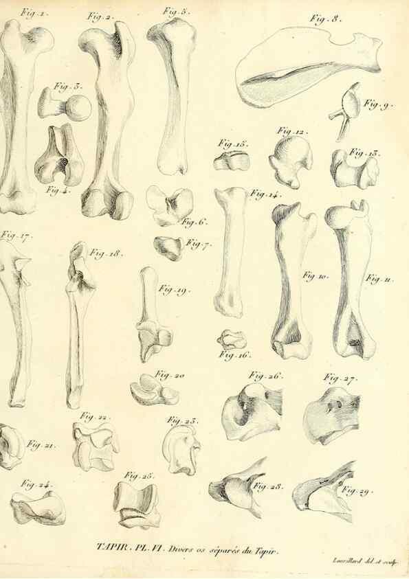 Reproducción/Reproduction 49065114201: Recherches sur les ossemens fossiles de quadrupèdes. Paris :Deterville,1812.. 