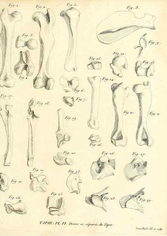 Reproducción/Reproduction 49065114201: Recherches sur les ossemens fossiles de quadrupèdes. Paris :Deterville,1812.. 