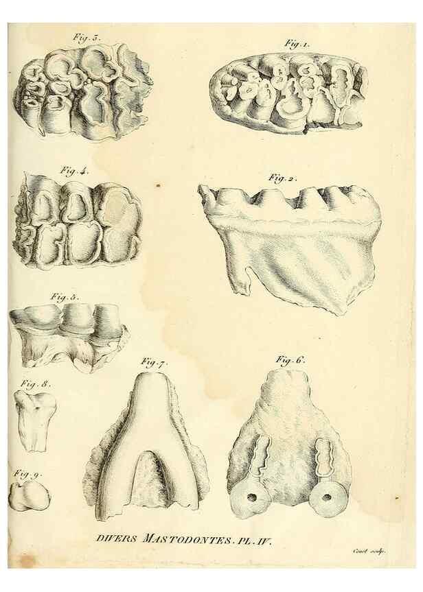 Reproducción/Reproduction 49064607728: Recherches sur les ossemens fossiles de quadrupèdes. Paris :Deterville,1812.. 