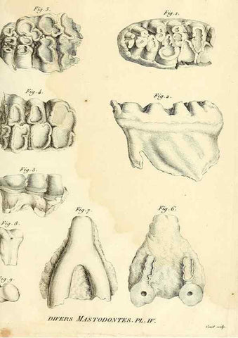 Reproducción/Reproduction 49064607728: Recherches sur les ossemens fossiles de quadrupèdes. Paris :Deterville,1812.. 