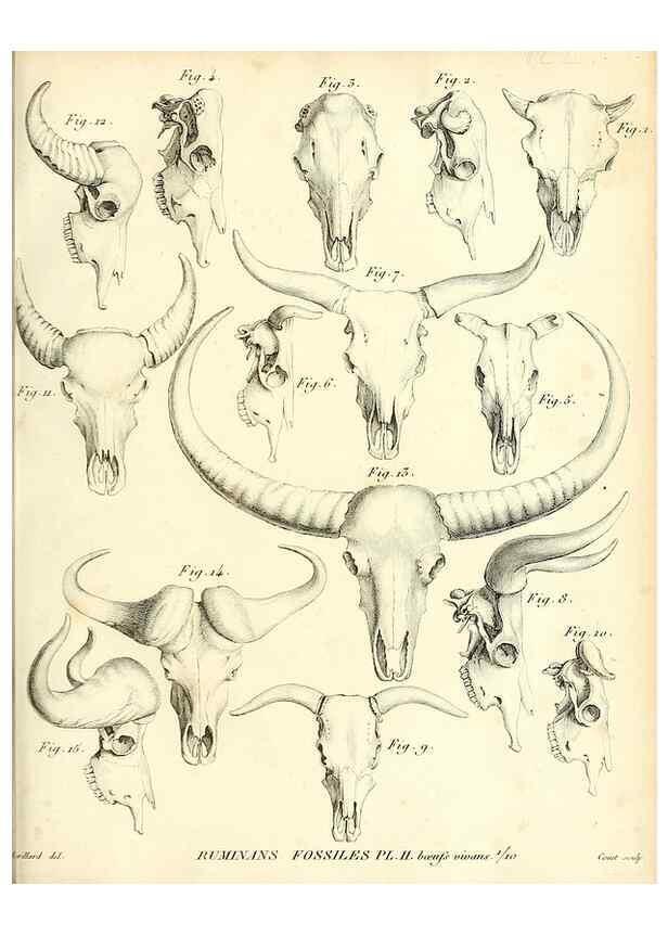 Reproducción/Reproduction 49064967088: Recherches sur les ossemens fossiles de quadrupèdes. Paris :Deterville,1812.. 