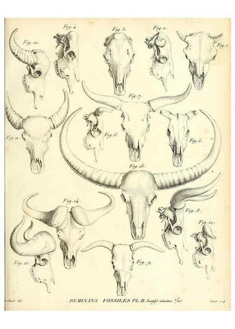 Reproducción/Reproduction 49064967088: Recherches sur les ossemens fossiles de quadrupèdes. Paris :Deterville,1812.. 