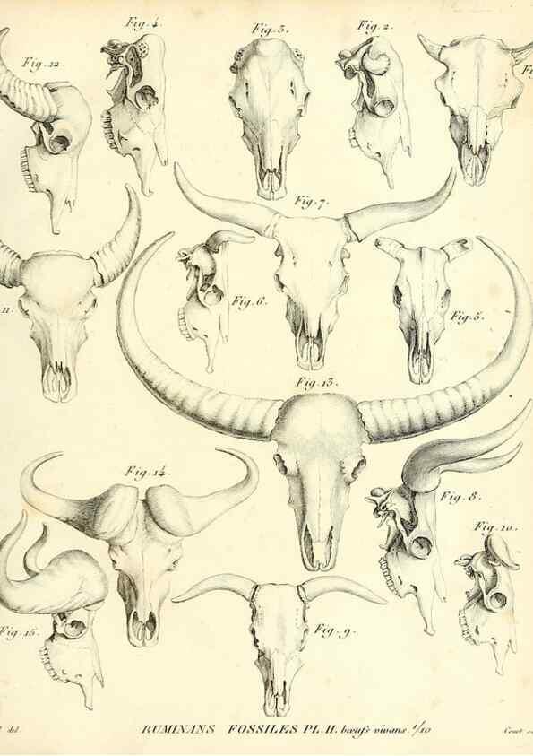 Reproducción/Reproduction 49064967088: Recherches sur les ossemens fossiles de quadrupèdes. Paris :Deterville,1812.. 