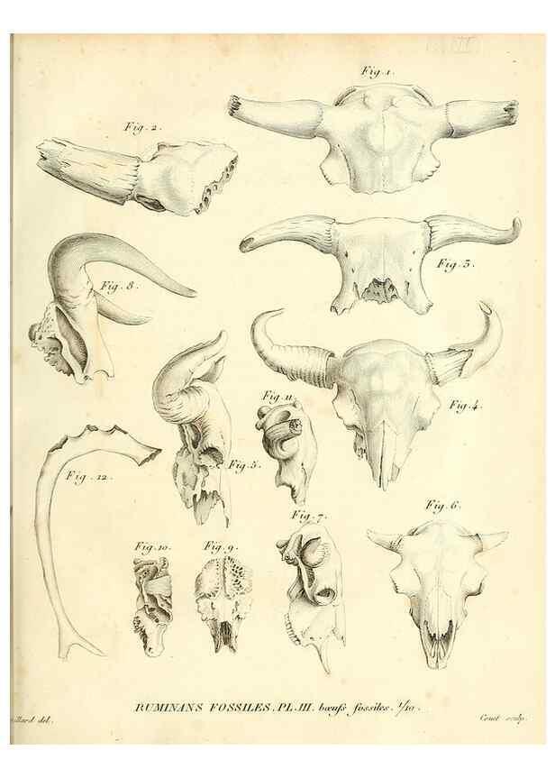 Reproducción/Reproduction 49065482511: Recherches sur les ossemens fossiles de quadrupèdes. Paris :Deterville,1812.. 