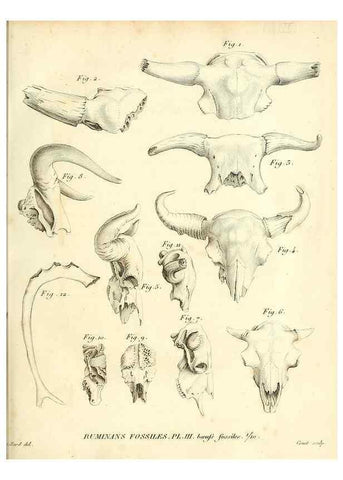 Reproducción/Reproduction 49065482511: Recherches sur les ossemens fossiles de quadrupèdes. Paris :Deterville,1812.. 