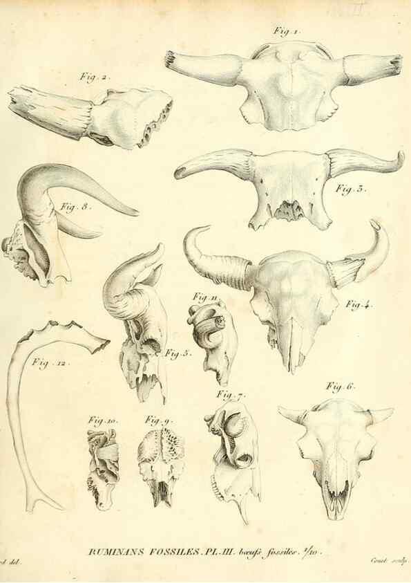 Reproducción/Reproduction 49065482511: Recherches sur les ossemens fossiles de quadrupèdes. Paris :Deterville,1812.. 