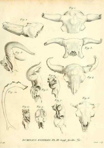 Reproducción/Reproduction 49065482511: Recherches sur les ossemens fossiles de quadrupèdes. Paris :Deterville,1812.. 