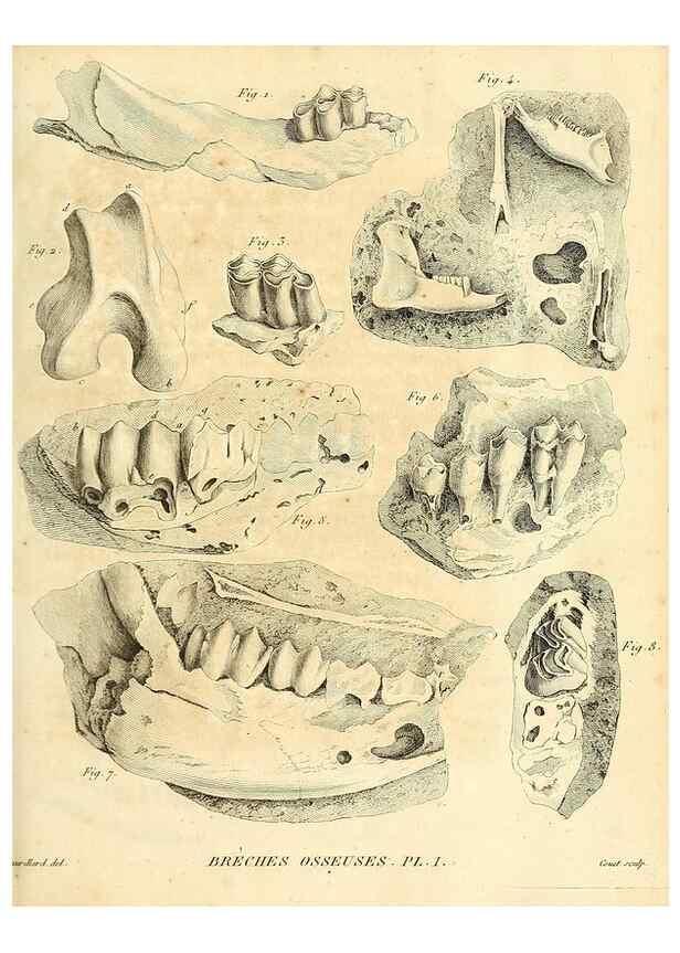 Reproducción/Reproduction 49065482961: Recherches sur les ossemens fossiles de quadrupèdes. Paris :Deterville,1812.. 