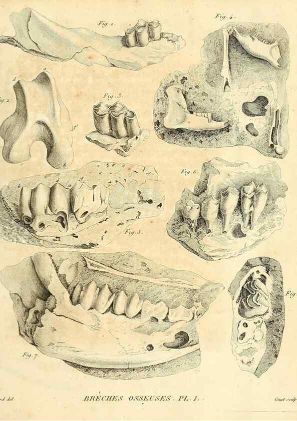 Reproducción/Reproduction 49065482961: Recherches sur les ossemens fossiles de quadrupèdes. Paris :Deterville,1812.. 