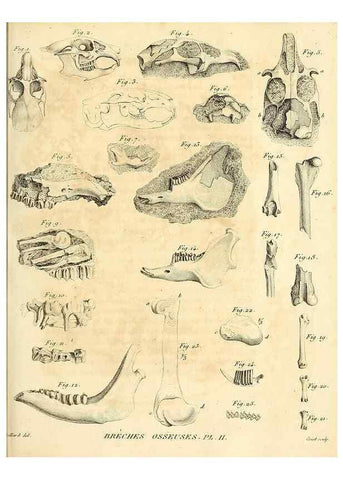 Reproducción/Reproduction 49064968478: Recherches sur les ossemens fossiles de quadrupèdes. Paris :Deterville,1812.. 