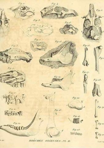 Reproducción/Reproduction 49064968478: Recherches sur les ossemens fossiles de quadrupèdes. Paris :Deterville,1812.. 