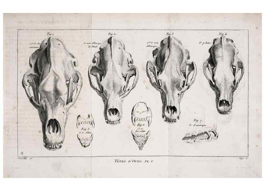 Reproducción/Reproduction 49065697292: Recherches sur les ossemens fossiles de quadrupèdes. Paris :Deterville,1812.. 