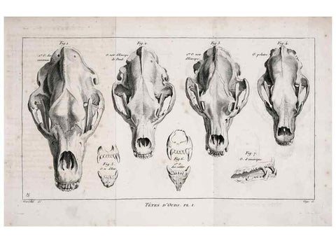 Reproducción/Reproduction 49065697292: Recherches sur les ossemens fossiles de quadrupèdes. Paris :Deterville,1812.. 