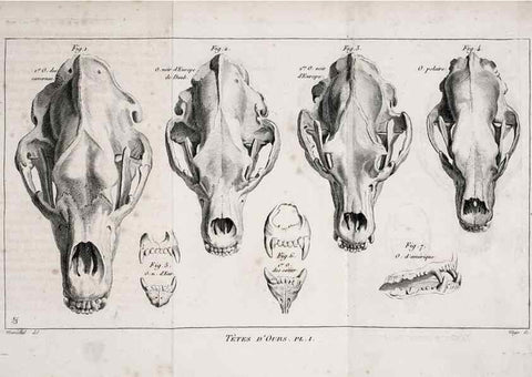 Reproducción/Reproduction 49065697292: Recherches sur les ossemens fossiles de quadrupèdes. Paris :Deterville,1812.. 