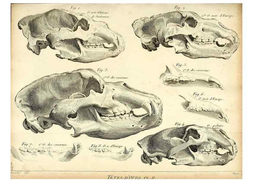 Reproducción/Reproduction 49065483981: Recherches sur les ossemens fossiles de quadrupèdes. Paris :Deterville,1812.. 