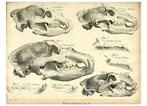Reproducción/Reproduction 49065483981: Recherches sur les ossemens fossiles de quadrupèdes. Paris :Deterville,1812.. 