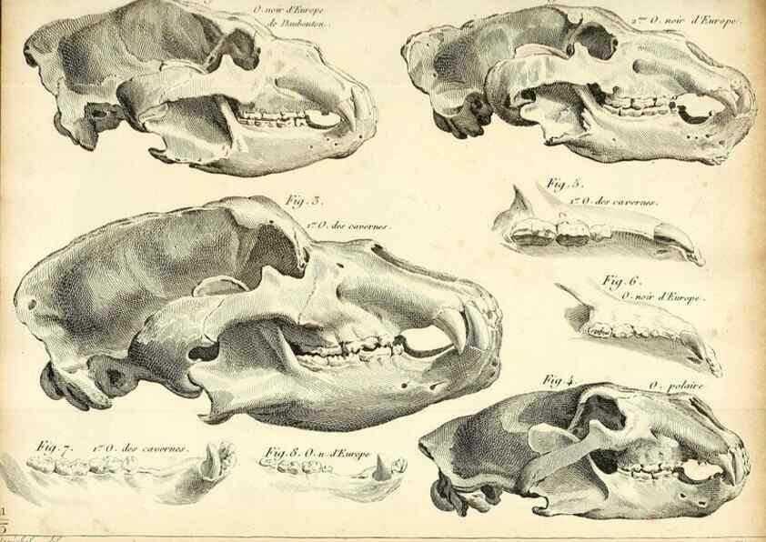 Reproducción/Reproduction 49065483981: Recherches sur les ossemens fossiles de quadrupèdes. Paris :Deterville,1812.. 