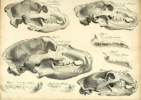 Reproducción/Reproduction 49065483981: Recherches sur les ossemens fossiles de quadrupèdes. Paris :Deterville,1812.. 