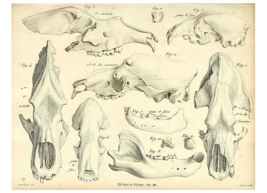 Reproducción/Reproduction 49065698037: Recherches sur les ossemens fossiles de quadrupèdes. Paris :Deterville,1812.. 