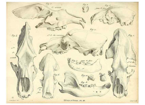 Reproducción/Reproduction 49065698037: Recherches sur les ossemens fossiles de quadrupèdes. Paris :Deterville,1812.. 