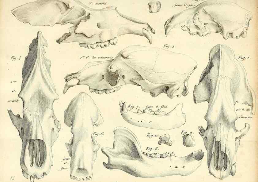 Reproducción/Reproduction 49065698037: Recherches sur les ossemens fossiles de quadrupèdes. Paris :Deterville,1812.. 