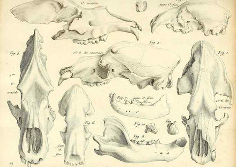 Reproducción/Reproduction 49065698037: Recherches sur les ossemens fossiles de quadrupèdes. Paris :Deterville,1812.. 