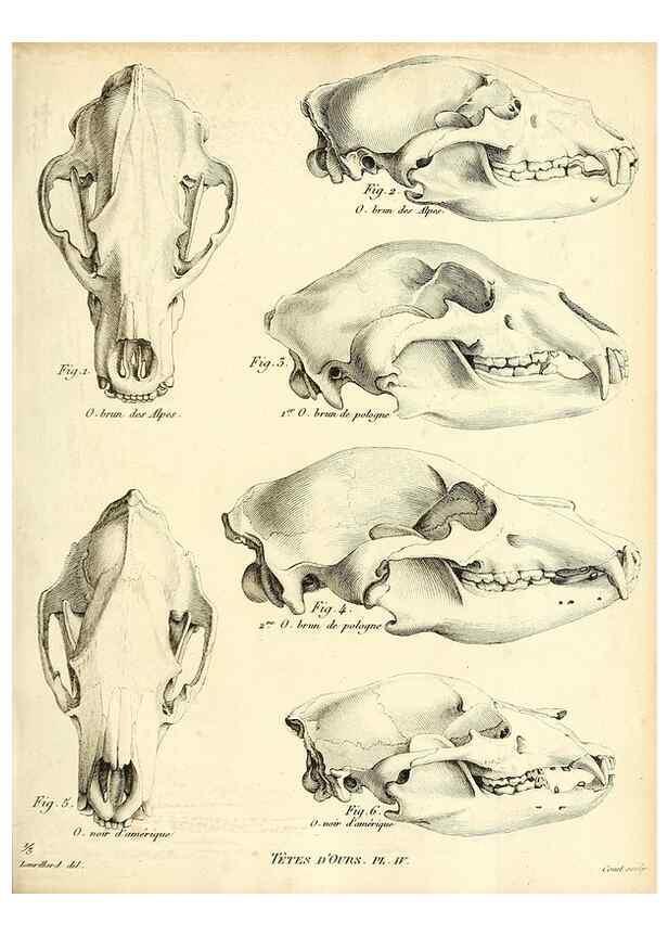 Reproducción/Reproduction 49064969893: Recherches sur les ossemens fossiles de quadrupèdes. Paris :Deterville,1812.. 