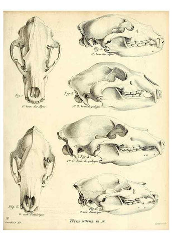Reproducción/Reproduction 49064969893: Recherches sur les ossemens fossiles de quadrupèdes. Paris :Deterville,1812.. 
