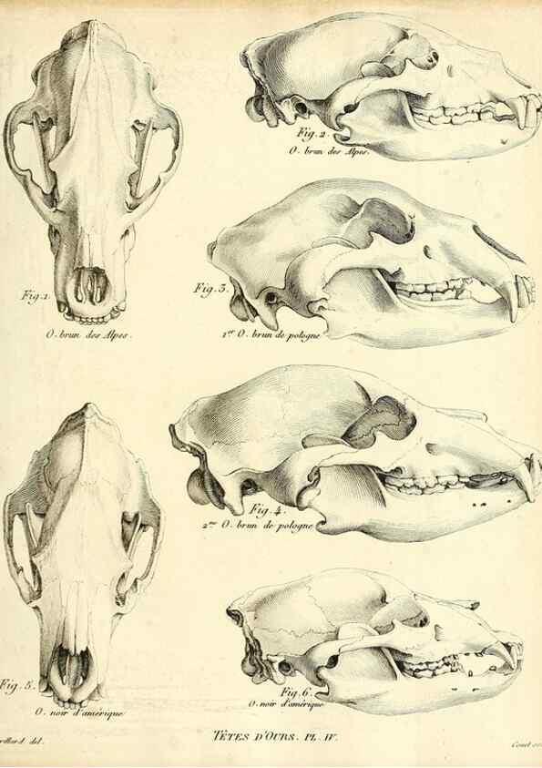 Reproducción/Reproduction 49064969893: Recherches sur les ossemens fossiles de quadrupèdes. Paris :Deterville,1812.. 