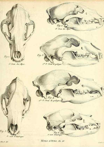 Reproducción/Reproduction 49064969893: Recherches sur les ossemens fossiles de quadrupèdes. Paris :Deterville,1812.. 
